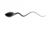 production of sperm / photo from http://galtime.com